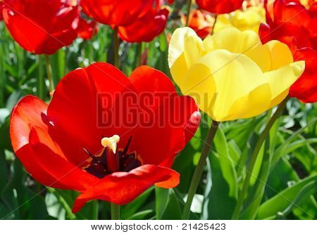 Tulipaner