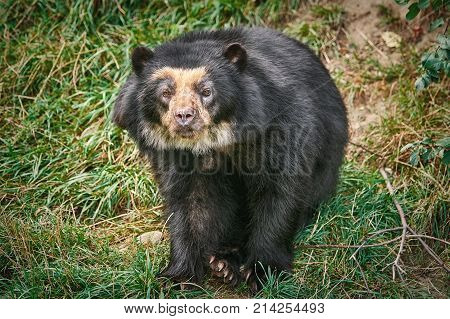 Asian Black Bear
