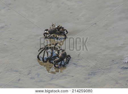 fiddler crab in the marshes of the turunos