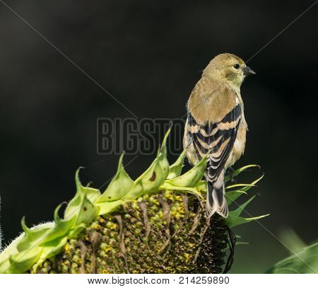 Female goldfinch perched on sunflower in sunflower field.