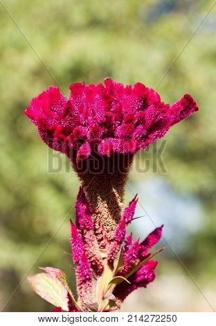 red velvet flower in nature . In the park in nature