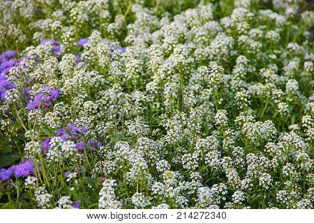 Carpet of small white fragrant flowers - alissum. Bright summer picture of the garden. The background is blurred.