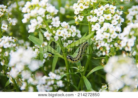Carpet of small white fragrant flowers - alissum. Bright summer picture of the garden. The background is blurred. In the flowers - yellow-black caterpillar.
