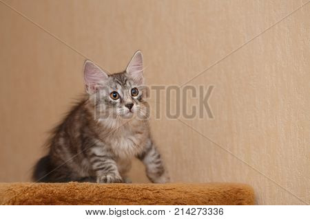 Lovely little kitten Bobtail. Pets. Hypoallergenic cat breed. Portrait of a tabby cat.