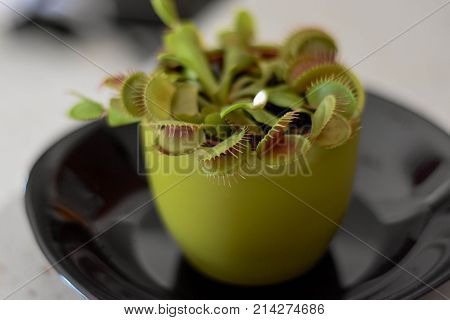 Venus fly trap in the flower pot at black plate