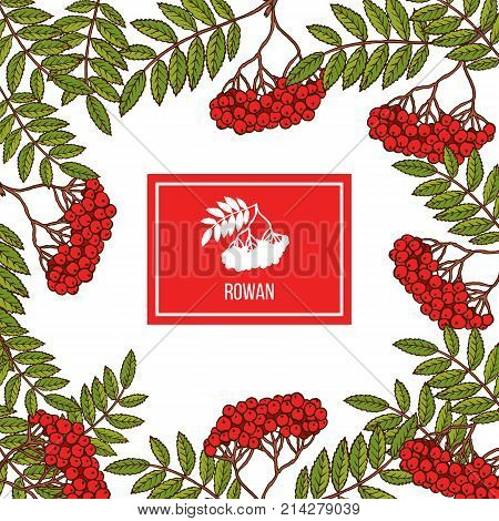 Rowan icon in the frame. Hand drawn tree branches.