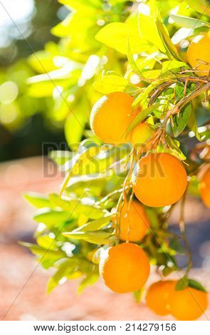 Trees with orange typical in the province of Valencia Spain