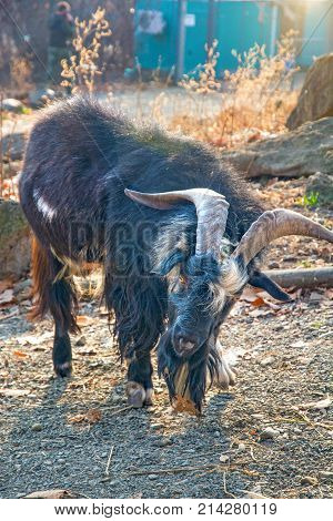 hairy goat looks into the camera. a lot of wool. Primorskiy Kray
