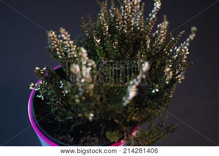 A pot in a pot in a cafe with a blurred background