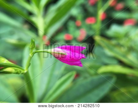 close up Talinum paniculatum flower in nature garden