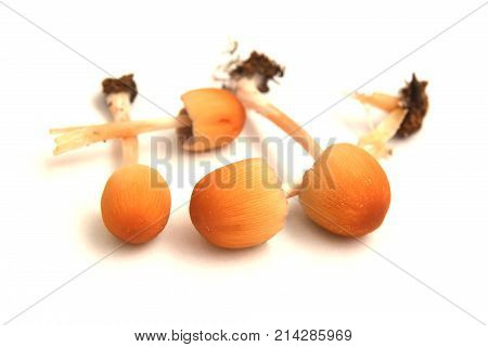 coprinus saccharinus mushrooms isolated on white background