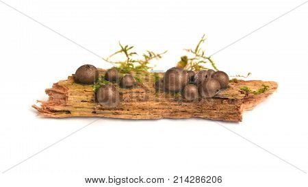 Lycogala epidendrum slime mold commonly known as wolf's milk