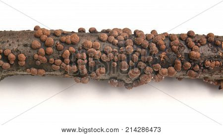 hypoxylon fragiforme fungus colony on tree branch