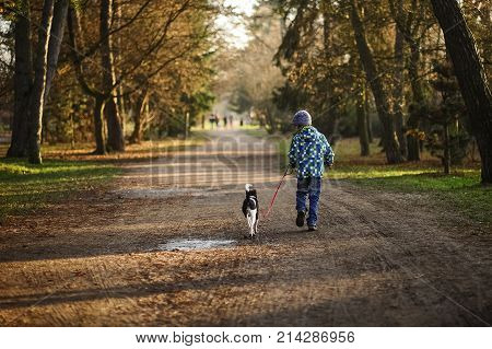 Boy 10-11 years walking the dog in autumn Park. He is holding the leash of a black-and-white cute dog.