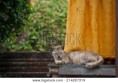 Short hair brown cute little sleeping cat