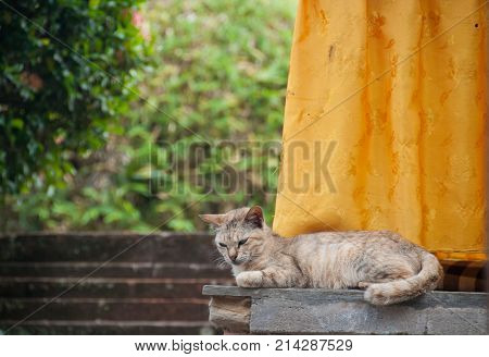 Short hair brown cute little sleeping cat looking down