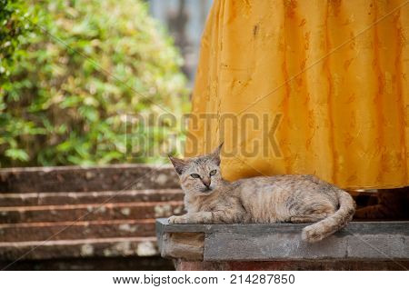 Short hair brown cute little sleeping cat looking up curiosly