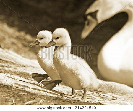 Swan siblings walking uphill in unison.   Mother Mute Swan watches in background.   Sepia Tone.