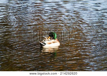 Close-up of duck floating on pond in autumn light