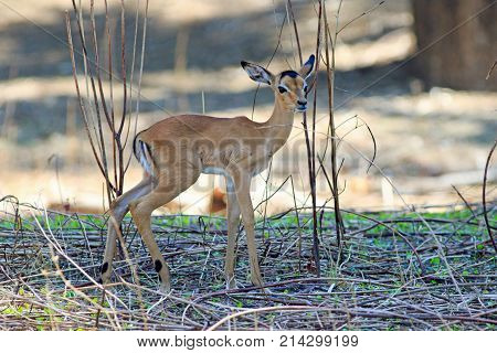 Newly Born Impala calf (Aepyceros melampus) with very skinny wobby legs standing in the bush in South Luangwa Zambia