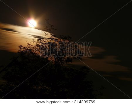 The moon and clouds over the forest in the dead of night