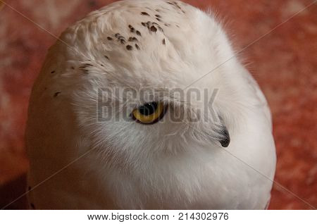 Cute Showy white Scandinavia Siberian owl on red floor