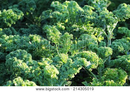 Young kale growing in the vegetable garden .