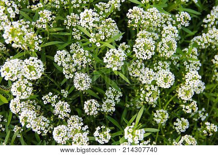 Carpet of small white fragrant flowers - alissum. Bright summer picture of the garden.