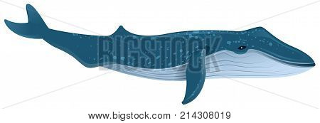Blue whale is largest marine mammal. Isolated on white vector cartoon illustration