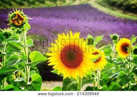 Sunflower and Lavender fresh flowers field, Provence, France, retro toned