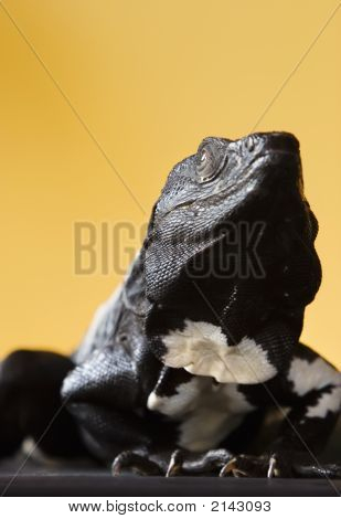 Iguana coda spinosa