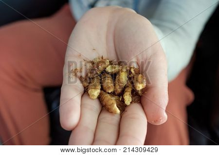 Dried larvae on the arm. Unusual Asian food. Sources of protein.