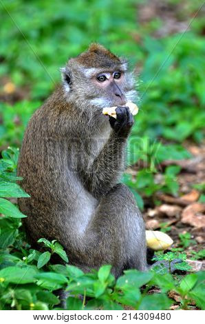Macque sat in the Greenery to Eat