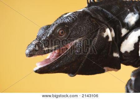 Iguana coda spinosa