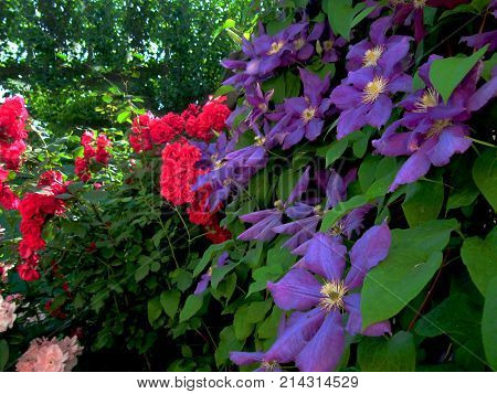 Purple and red flowers on green leaves wall