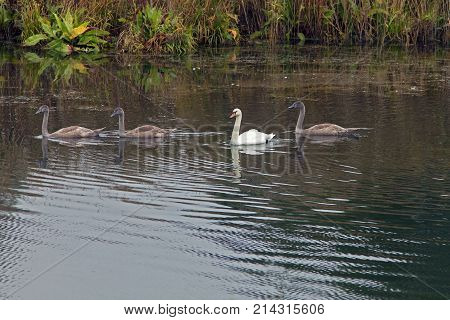 Graceful Swans Swim In The Lake