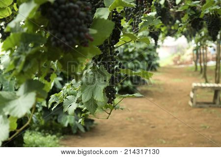 Champagne grapes harvest - Vineyard Background -