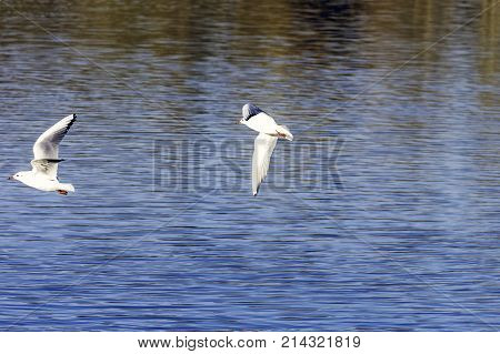 Flying Common Terns in the park - Bedfont Lakes Country Park, London
