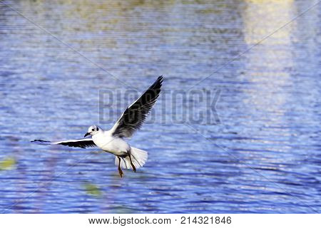 Flying Common Tern in the park - Bedfont Lakes Country Park, London