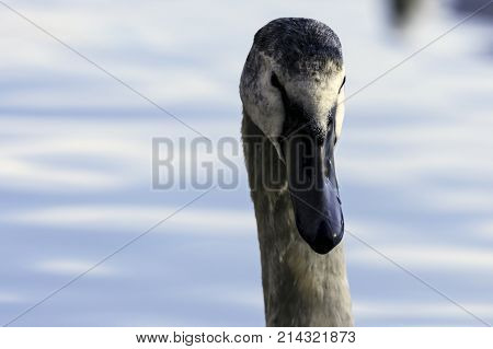 Young Swan - portrait - Bedfont Lakes Country Park, London