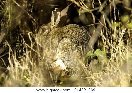 Wild hare  in the park - Bedfont Lakes Country Park, London