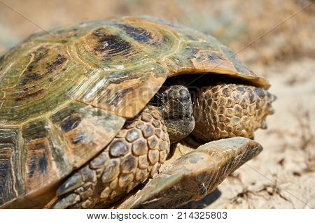 The desert tortoise.