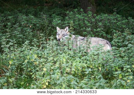 Portrait of a wolf in the nature