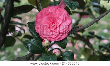Blooming flower of Camellia perfectly represents the spring and summer seasons.