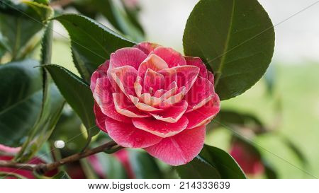 Blooming flower of Camellia perfectly represents the spring and summer seasons.