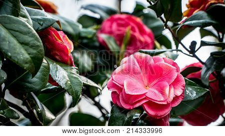 Blooming flower of Camellia perfectly represents the spring and summer seasons.