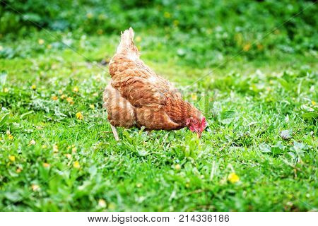Chicken Walking On The Lawn. Concept Bird Farm.