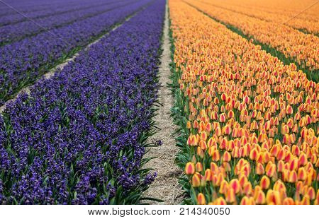 Tulip and hyacinth fields of the Bollenstreek South Holland Netherlands