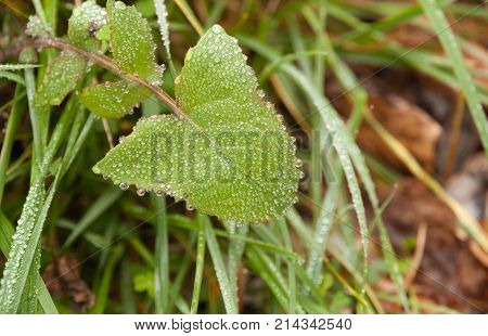 Thousands of Drops in a leaf .