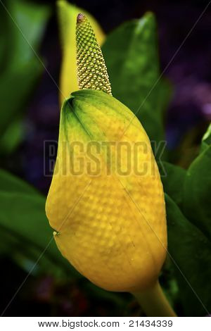 Geel Skunk Cabbage Blossom Flower voorjaar Swamp Washington